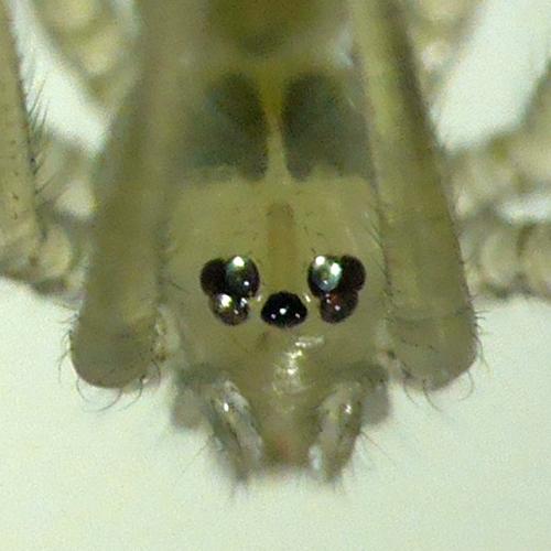 Réf. 273 735 : Pholcus phalangioides